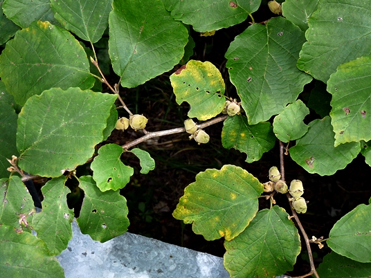 {Hamamelis virginiana}
